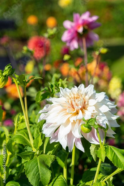 Obraz Dahlia