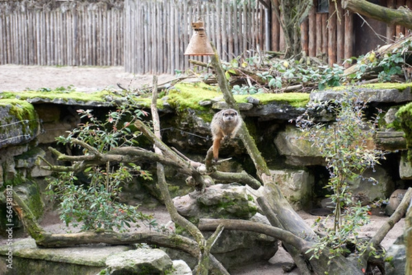Fototapeta close up of a suricata suricatta on a branch