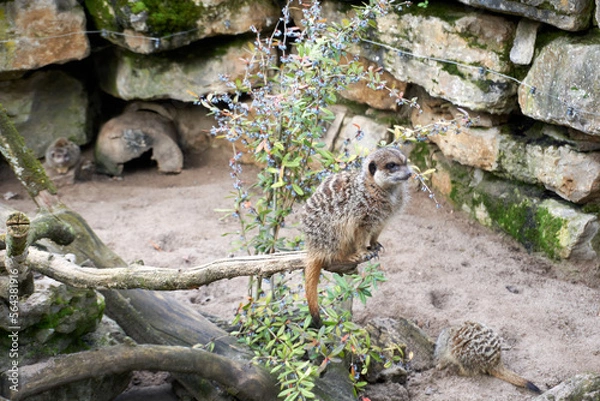 Fototapeta close up of a suricata suricatta on a branch