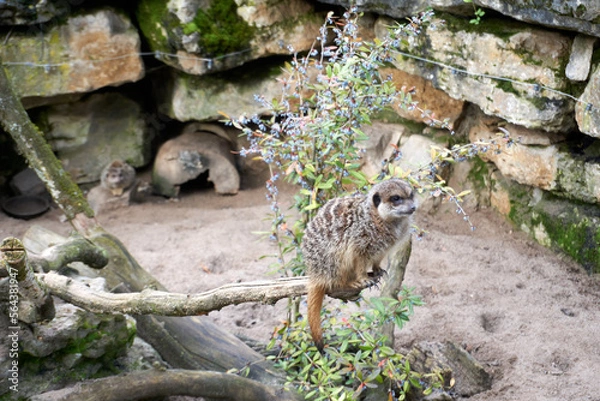 Fototapeta close up of a suricata suricatta on a branch