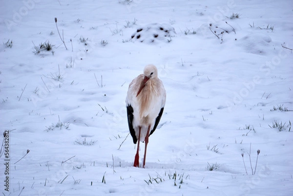 Fototapeta close up of a stork in the snow