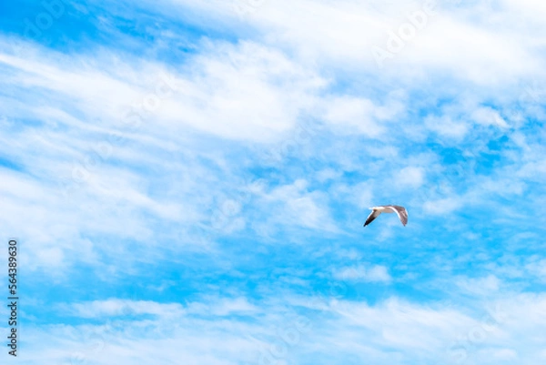 Fototapeta gaviota volando en un cielo celeste con nubes