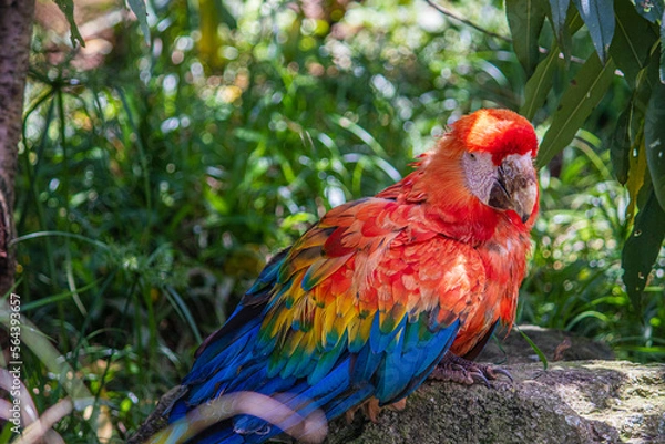 Obraz red and yellow macaw