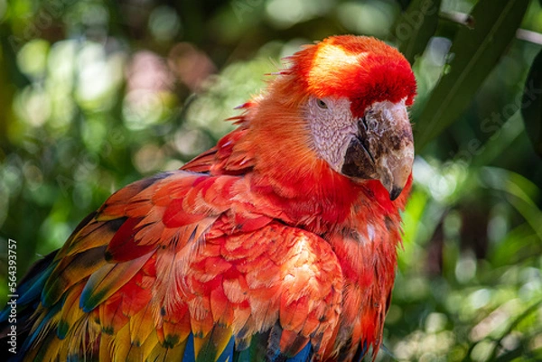 Obraz red and yellow macaw