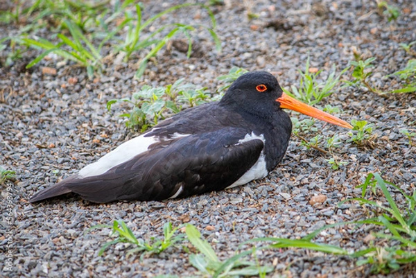 Obraz Pied oystercatcher