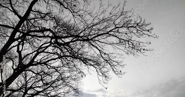 Obraz 冬枯れの木と曇り空