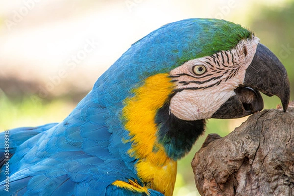 Obraz blue and yellow macaw