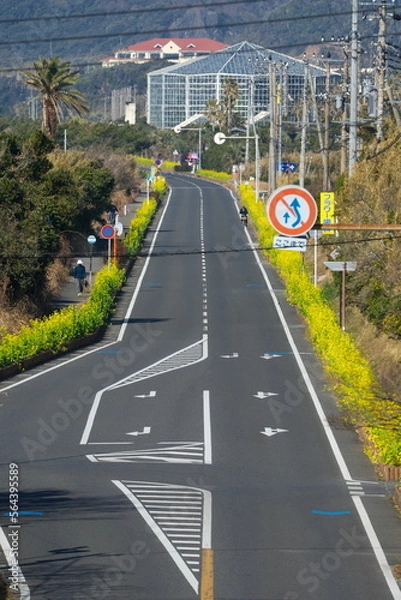 Obraz 菜の花咲く房総フラワーライン　南房総白浜
