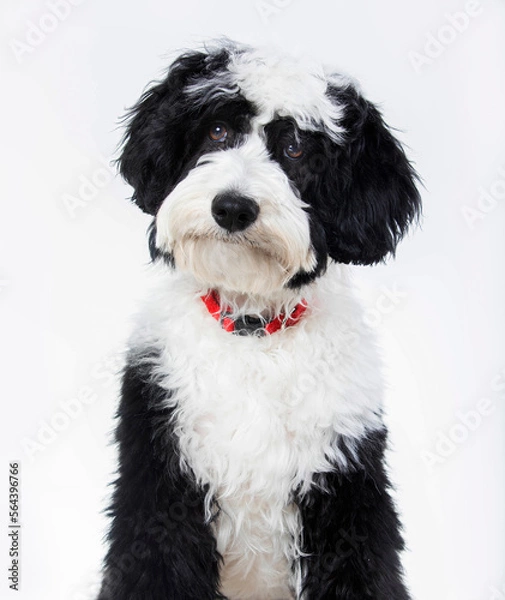 Obraz Bernedoodle Puppy