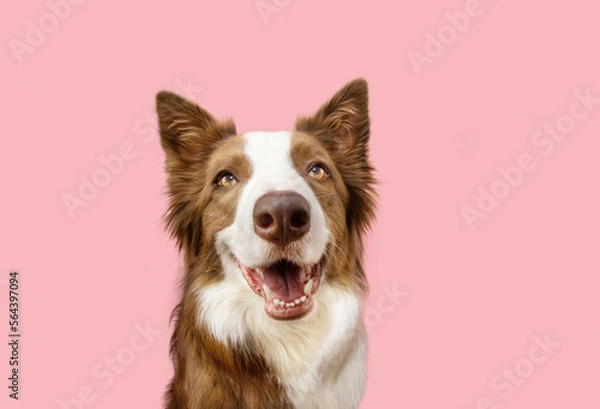 Obraz Portrait happy border collie dog. Spring concept. Isolated on pink pastel background