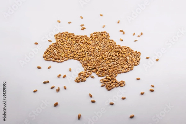 Fototapeta Ukrainian grain in the shape of a map of Ukraine on a white background.