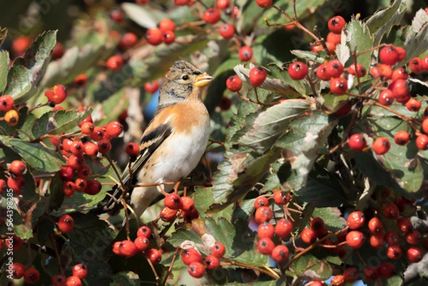 Fototapeta Brambling (Fringilla montifringilla) feeding on guelder rose (Viburnum opulus) berries
