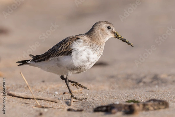 Fototapeta Dunlin (Calidris alpina) walking on the beach and looking for food during autumn migration. Bird in natural habitat