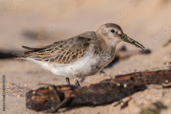 Fototapeta Dunlin (Calidris alpina) walking on the beach and looking for food during autumn migration. Bird in natural habitat