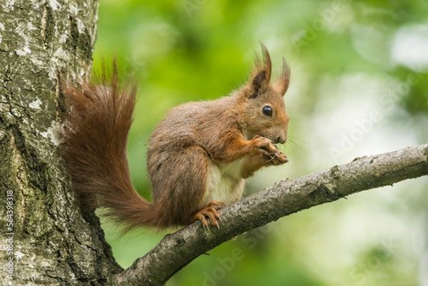 Fototapeta Red squirrel (Sciurus vulgaris) sitting on a tree in the park and eating a nut