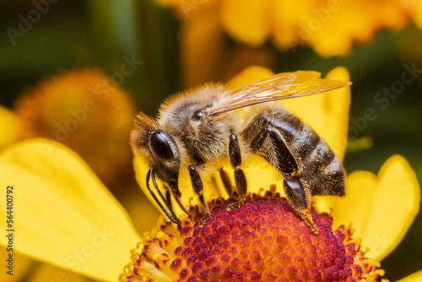 Fototapeta Honey bee covered with yellow pollen drink nectar, pollinating flower. Inspirational natural floral spring or summer blooming garden background. Life of insects. Extreme macro close up selective focus