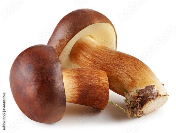 Obraz Bay boletes. Edible mushrooms (Boletus badius) without background. Package design element. Wild forest mushrooms