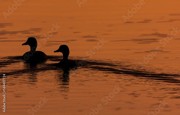 Obraz ducks on the lake