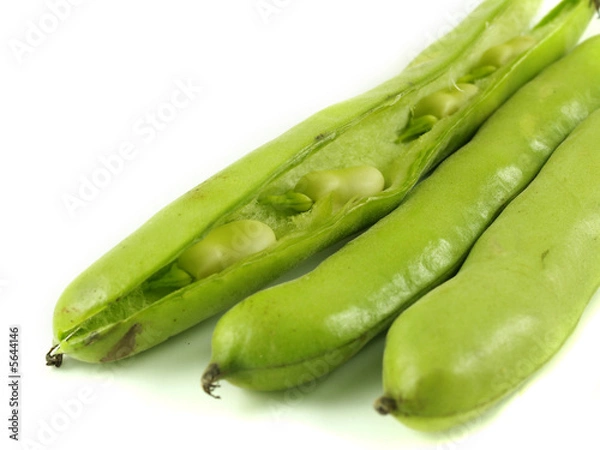 Obraz Broad bean pods with one open showing beans