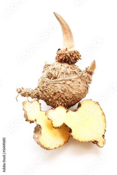 Obraz Konjac, Elephant yam, Stanley s water-tub