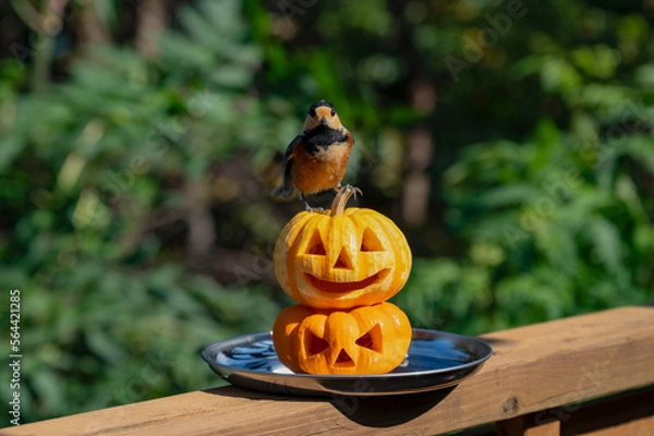 Fototapeta ハロウィン