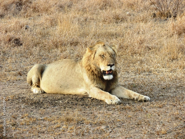 Obraz León africano.