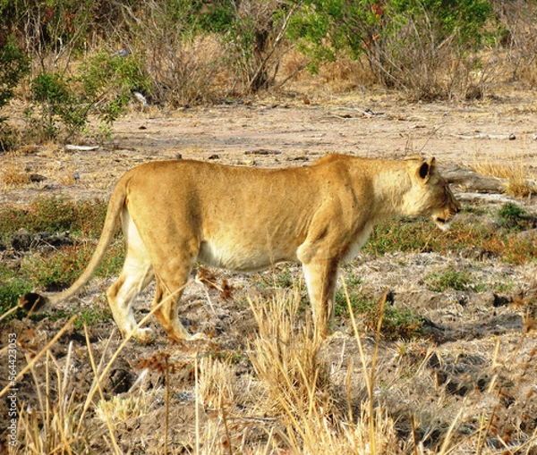 Obraz Leona africana.