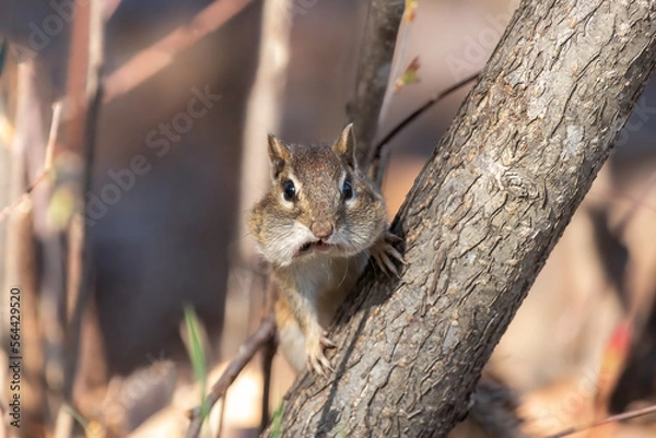 Obraz Caught in the Cookie Jar.  A Chipmunk (Tamias striatus) looks with startled panic at being caught with a mouthful.  This tiny squirrel with cheeks full food; nuts and seeds. Minnesota. Landscape