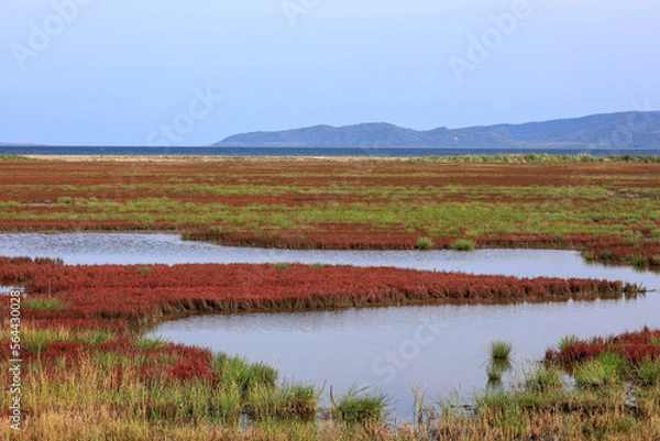 Fototapeta 卯原内サンゴ草群落地