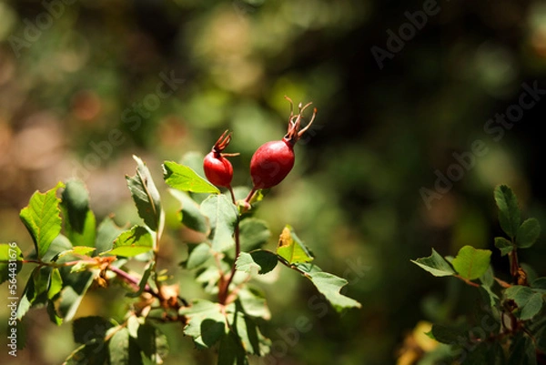 Obraz red rose hips