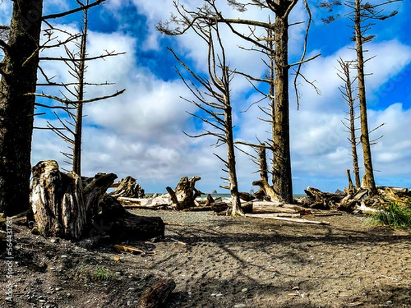 Obraz dead tree stump