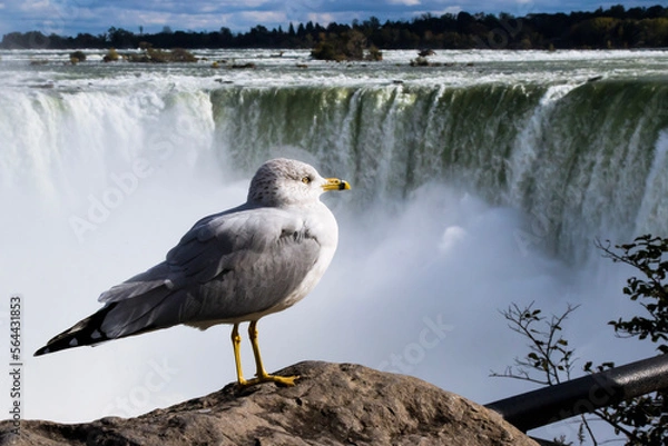 Obraz seagull on the rock