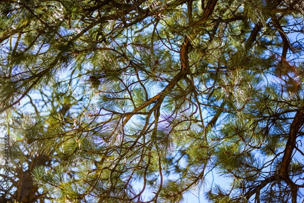 Obraz branches against blue sky