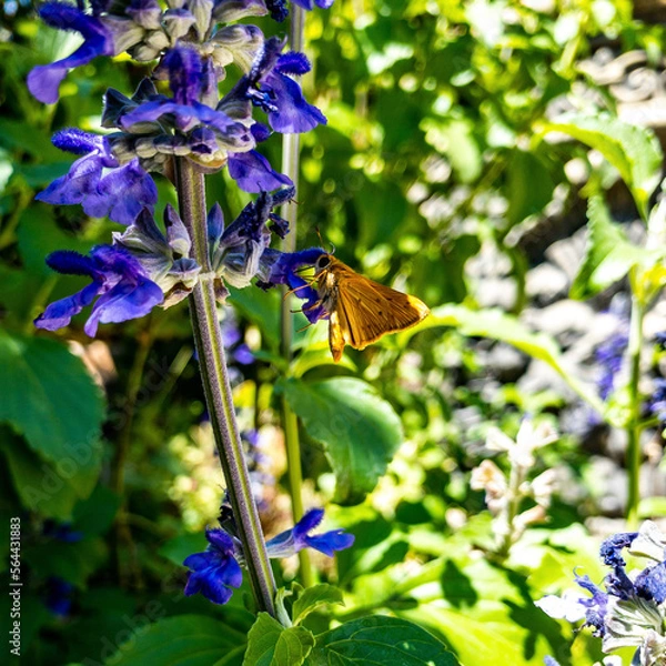 Obraz butterfly on a flower