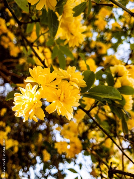 Obraz yellow flowers in the garden