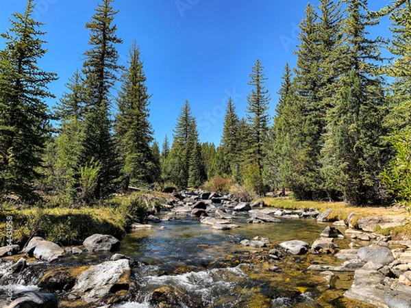 Obraz river in the forest