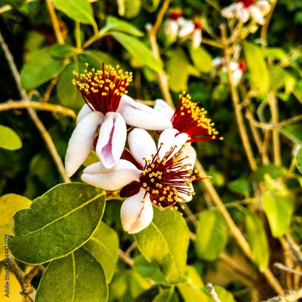 Obraz Pineapple Guava flowers