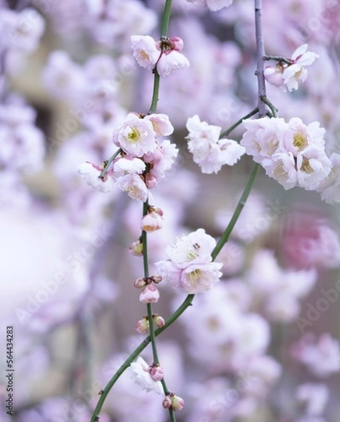 Obraz 美しい枝垂れ梅