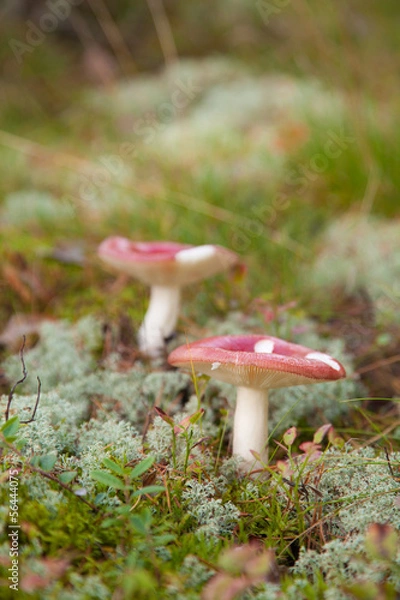 Fototapeta russula mushrooms