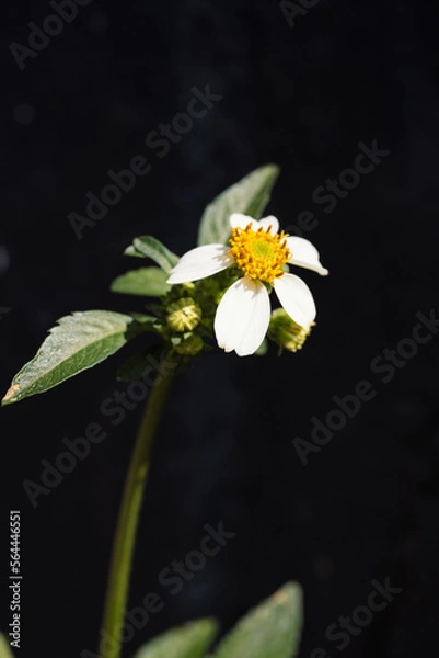 Obraz yellow flower on black background