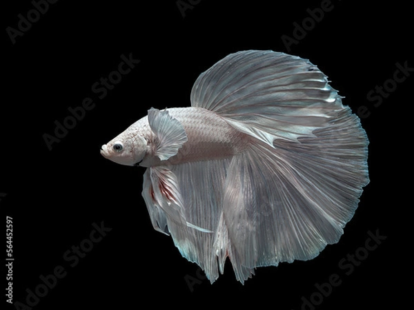 Fototapeta Siamese fighting fish halfmoon type