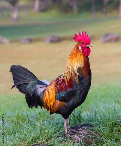 Fototapeta Rooster