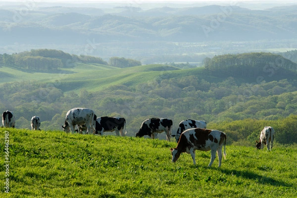 Fototapeta 放牧された乳牛