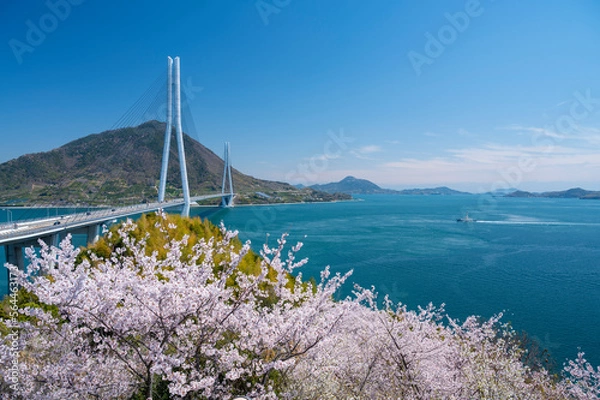 Fototapeta 伯方島より桜と多々羅大橋を望む