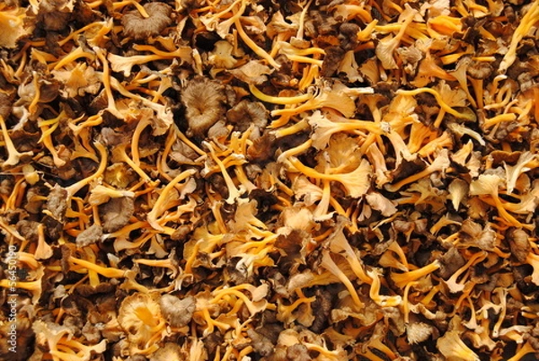 Obraz chanterelle