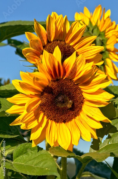 Obraz Sonnenblumenfeld