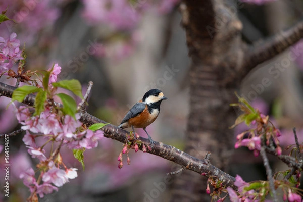 Fototapeta ヤマガラ