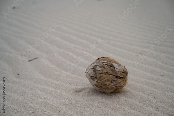 Fototapeta ヤシの実