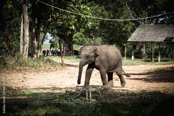 Obraz elephant in the zoo