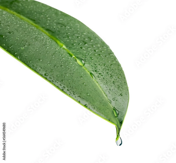 Fototapeta A green leaf of a plant with drops of water. A drop of water drips from the tip of the leaf. Isolated. Close-up on a white background. Macro nature. Copy space